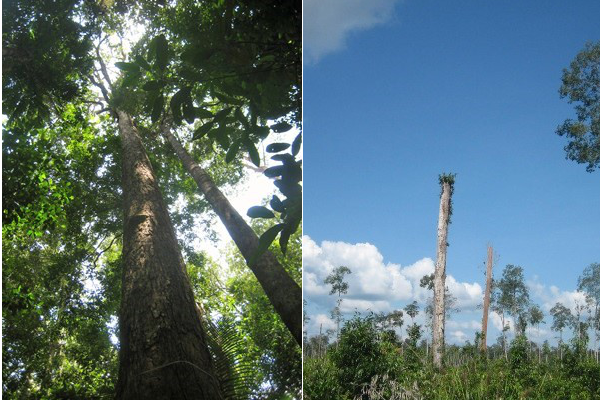 Borneo-forest